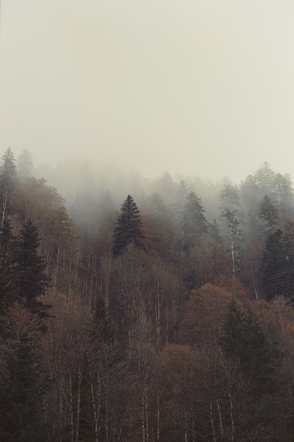 Trees in the mist by Simon Feller